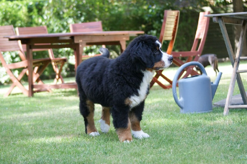 Pixels - Bouvier Bernois - Portée née le 15/05/2016