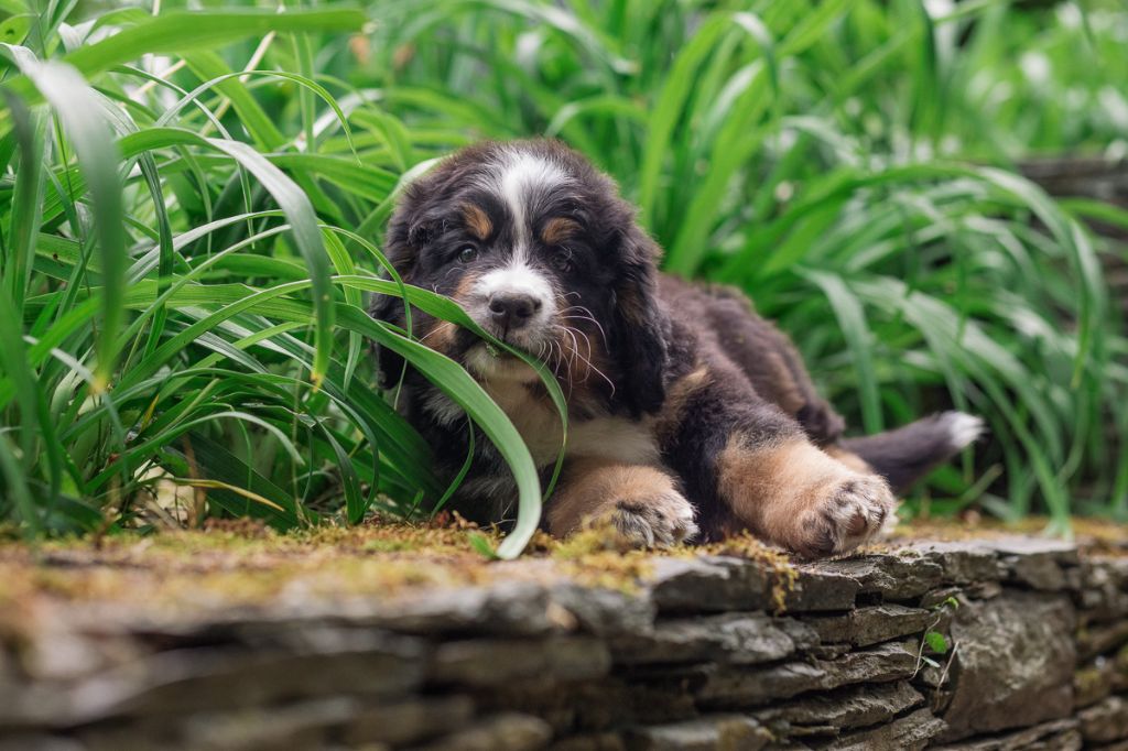 Chiot Bouvier Bernois Pixels