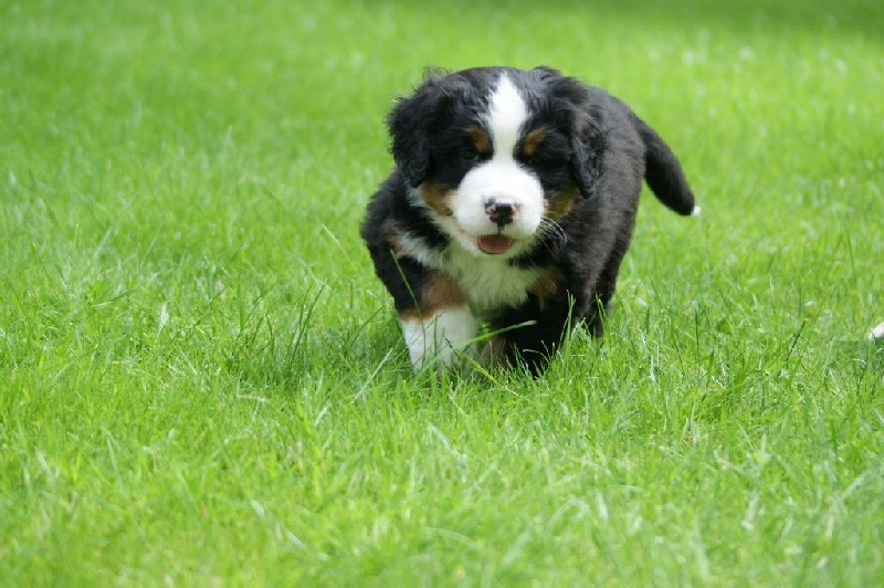 Pixels - Bouvier Bernois - Portée née le 15/05/2016