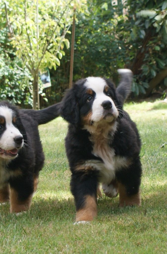 Pixels - Bouvier Bernois - Portée née le 01/06/2017